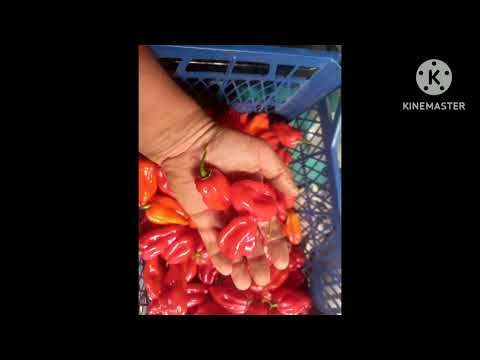 Видео: Гострий перець оптом 100 грн