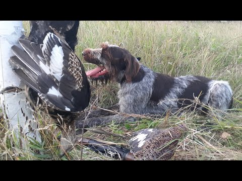 Видео: Вечерняя охота на тетеревов