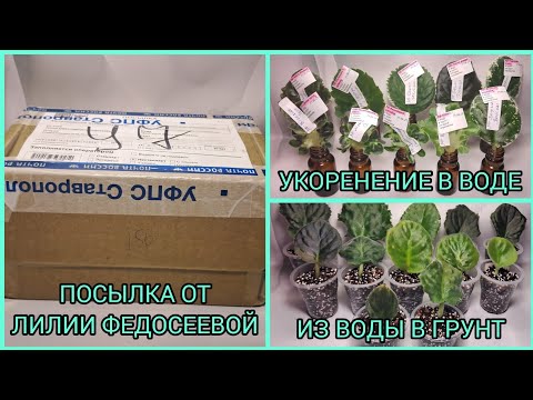 Видео: Распаковка посылки от Лилии Федосеевой. Укоренение черенков. Посадка черенков в грунт.