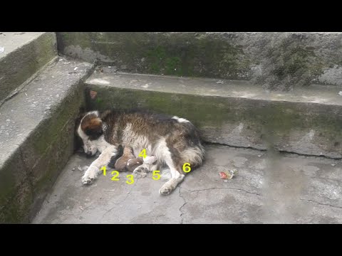 Видео: Она дрожала, родила 6 щенков на тротуаре, потому что больше не могла ходить