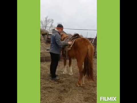 Видео: "Атқа міну өнері"