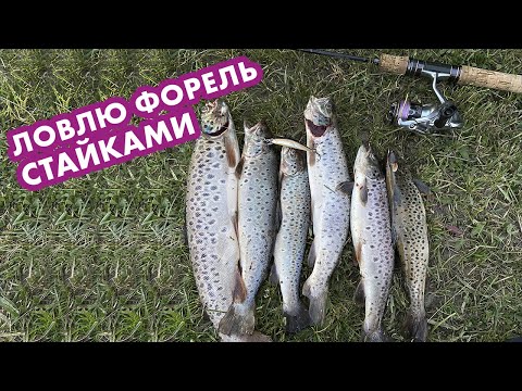 Видео: рыбалка на форель в кыргызстане ! Вода падает , рыба стала собираться в стайки !