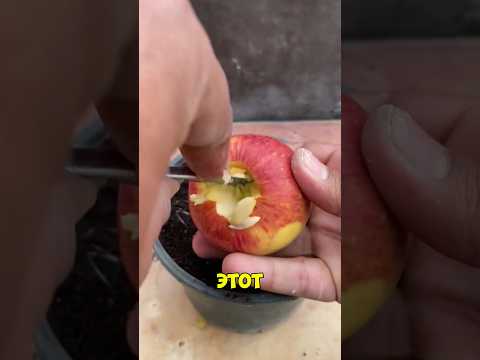 Видео: Лучший способ ✅ #рекомендации #садоводничество #дача
