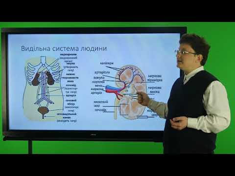 Видео: Біологія. 8 клас. Видільна система