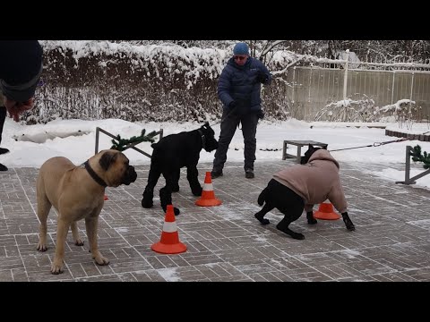 Видео: Догтренинг 685. Зубастые гиганты: русский черный  терьер, кане-корсо, бульмастиф, ВЕО