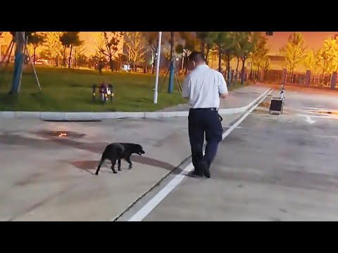 Видео: Она доверила мне щенков, а сама ушла во тьму...