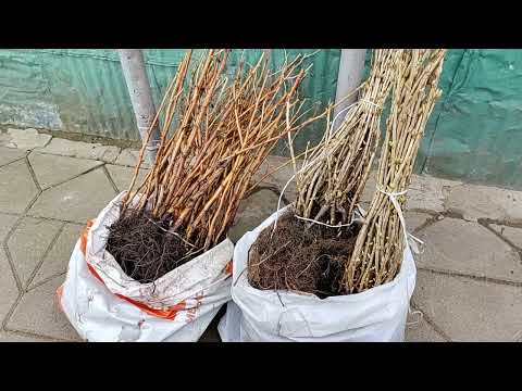 Видео: Новинки саженцев