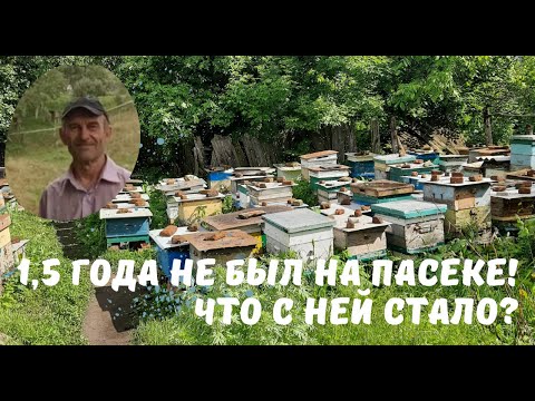 Видео: 1,5 года не был на пасеке! Что с ней стало?