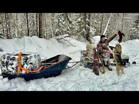 Видео: ТРОПИМ СОБОЛЕЙ С БАЙКАЛОМ ПО СВЕЖЕМУ СНЕГУ. НАШЛИ КОЛЕСО ОТ КРАЗА НА ОБОДРЫШ.