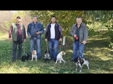 Видео: русский спаниель - общий сбор щенков , приучаем к выстрелу