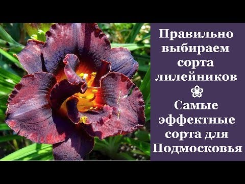 Видео: ❀ Правильно выбираем сорта лилейников. Самые эффектные сорта для Подмосковья