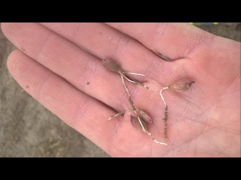 Видео: Весенняя посадка воздушной луковицы(бульбочки, воздушки) чеснока. Чего ожидать!!!