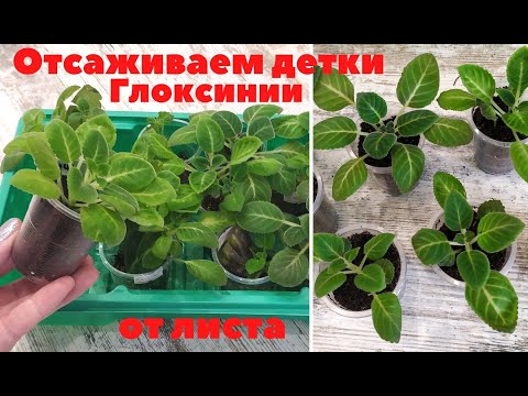 Видео: КАК РАССАДИТЬ ДЕТКИ 🌺 ГЛОКСИНИЙ⁉️ ОТ ОДНОГО листика до 5 деток за один раз‼️