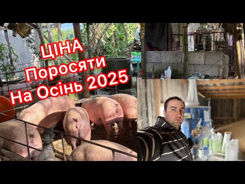 Видео: ЦІНА МАЛОГО ПОРОСЯТИ. Яка Вона Є? Процеури для поросят, як і чим