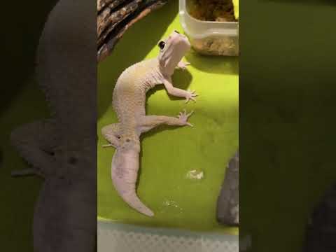 Видео: 1 августа 2025 г.