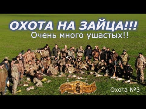 Видео: Охота на зайца!!!Коллективная охота!!!Очень много зайца!!!