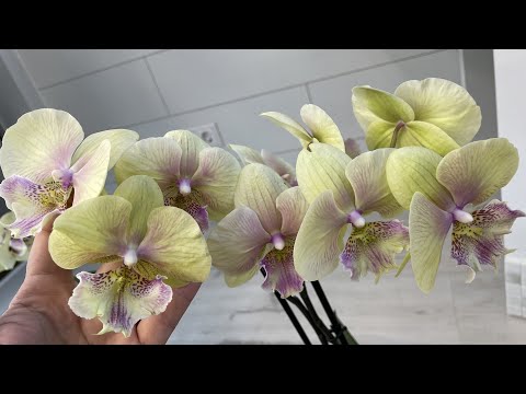 Видео: ЦВЕТЕНИЕ моих ОРХИДЕЙ часть 5❗️расположение