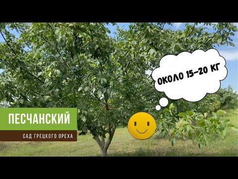 Видео: Сад грецкого ореха сорт Песчанский 13 лет