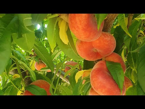 Видео: Найкращий Персик для дітей , УФО5.