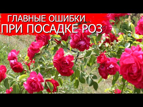 Видео: Главные ошибки при посадке роз