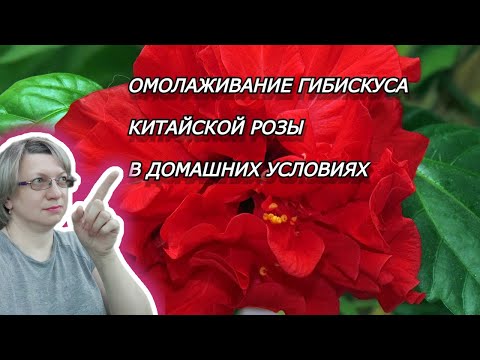 Видео: ОМОЛОЖЕНИЕ ГИБИСКУСА (КИТАЙСКОЙ РОЗЫ)|Гибискус комнатный. Уход в домашних условиях