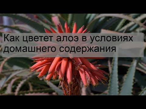 Видео: Как цветет алоэ в условиях домашнего содержания