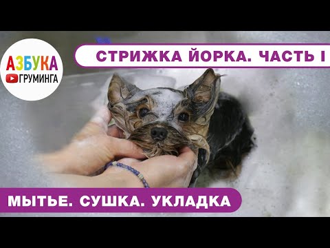 Видео: Стрижка йорка - правила. Мытье, сушка, укладка - Часть 1. В домашних условиях