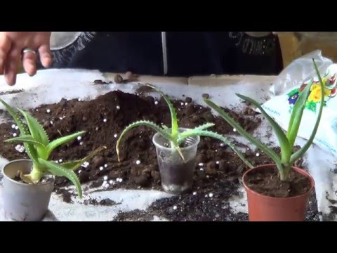 Видео: Уход За Алоэ. АЛОЭ( СОБУР, СТОЛЕТНИК, ДОМАШНИЙ ДОКТОР, алое)).