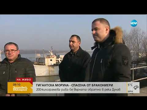 Видео: Гигантска моруна - спасена от бракониери (20.02.2019г.)
