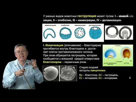 Видео: Дубынин В.А. - 100 часов школьной биологии - 2.15. Эмбриогенез