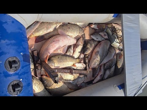 Видео: Полная лодка рыбы на паук подъемник #fishing #рыбалка #낚시 #carpfishing #рыбалканафидер #кино