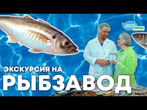 Видео: Как устроено рыбное производство? Экскурсия на завод «ЭРА МОРЯ» с Юлией Бутаковой