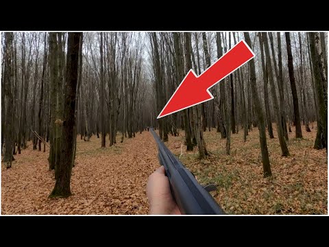 Видео: ЗАГОННАЯ ОХОТА НА КОСУЛЮ зверь в каждом загоне выходит на номера