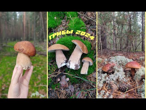 Видео: За грибами 2024! Лесовозы размесили дорогу, пробираемся по непроходимой грязи! Но оно того стоило!