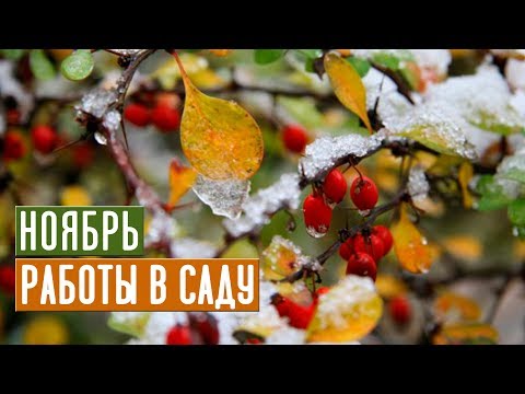 Видео: Основные работы в саду в ноябре Прощаемся с дачей до весны! / Садовый гид