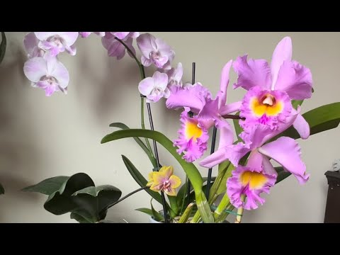 Видео: BLC. Mahina Yahiro “Julie” 2.5 года из жизни одной каттлеи. Крупноцветковая и ароматная Джулия 😁