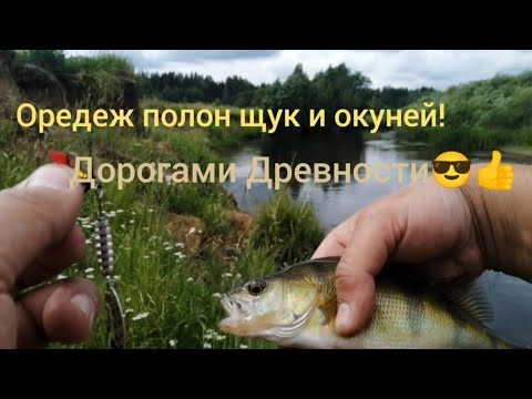 Видео: Оредеж полон Щук и Окуней😎 #рыбалка на спиннинг