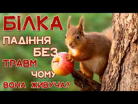 Видео: БІЛКА Падає з 30 Метрів… і біжить далі!