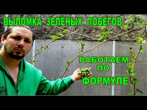 Видео: ВИНОГРАД НОРМИРОВКА ЗЕЛЕНЫМИ ПОБЕГАМИ ТЕОРИЯ ПРАКТИКА ЗАМЕРЫ  РАБОТАЕМ ПО ФОРМУЛЕ