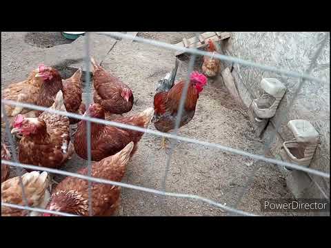 Видео: Весенние хлопоты, работы полно. Пополняем хозяйство, а то вдруг скучно будет.