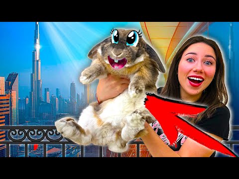 Видео: КРОЛИК ЭЛЬЗА ПРИЛЕТЕЛА В ДУБАЙ - Первый День | Elli Di Pets