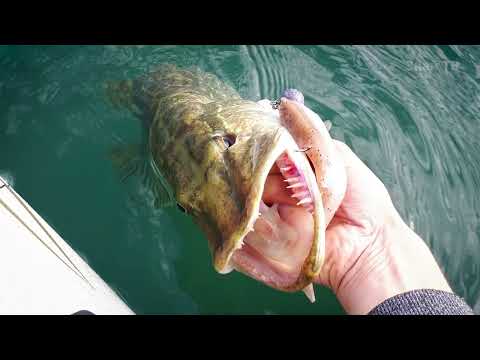 Видео: Что вытворяют ОГРОМНЫЕ ЩУКИ в наших водоемах! Щука В ДЕЛЕ!