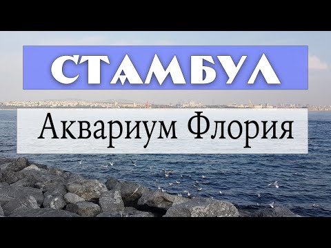 Видео: Аквариум Флория в Стамбуле - большой обзор!