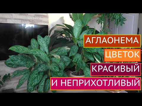 Видео: ЛУЧШИЙ КОМНАТНЫЙ ЦВЕТОК ДЛЯ ТЕНИСТЫХ МЕСТ!