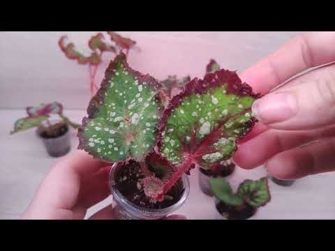 Видео: Обзор посылки с бегониями 🎉💖