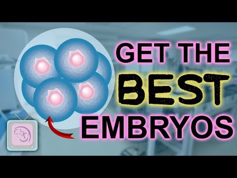 Видео: Почему циклы ЭКО не работают после переноса? Часть 1. Эмбрион
