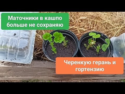 Видео: Маточники в горшках больше не сохраняю. Черенкую герань и гортензию