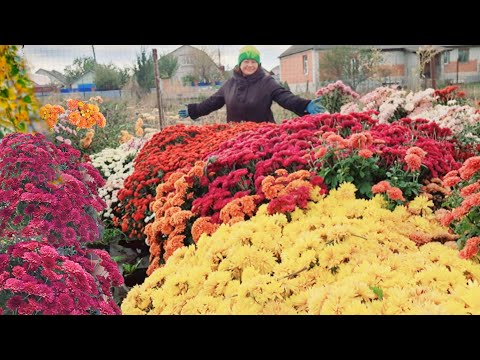 Видео: ОБЗОР СОРТОВ ХРИЗАНТЕМЫ ПЕРЕД ОБРЕЗКОЙ. ОСЕННИЕ РАБОТЫ В САДУ.