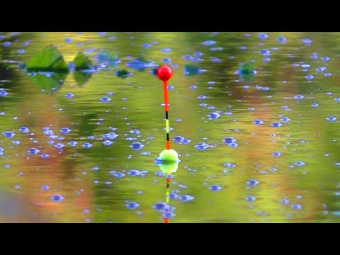 Видео: ПОВНИЙ ТРЕШ. ТАКОГО І НЕ ПРИГАДУЮ. ЩУКИ, ЛЯЩ, КАРАСЬ. 🐟Рибалка на карася. 🎣 Карась на поплавок.