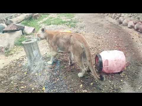 Видео: Зоопарк. Отдых подошёл к концу.